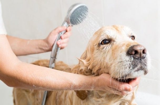 Shampoing Chats et Chiens