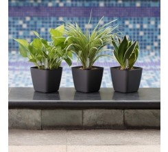 pot fleur jardin